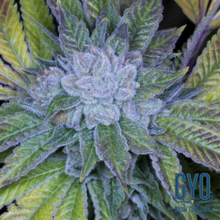 Archive Seeds Cluster Bomb Regular Weed Seeds