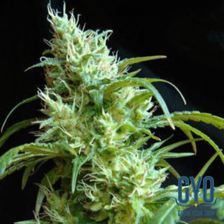 Blimburn Sweety Automatic Feminised Pot Seeds