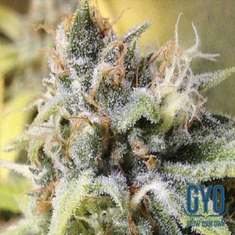 Green Gage Genetics White Buzz Regular Weed Seeds