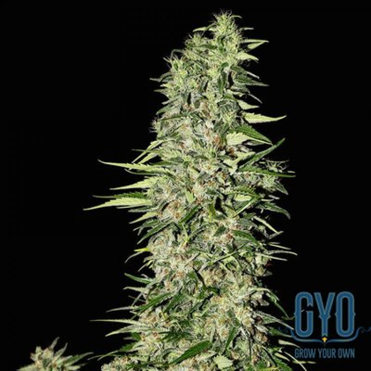 Greenhouse Seeds Diamond Girl Feminised Weed Seeds