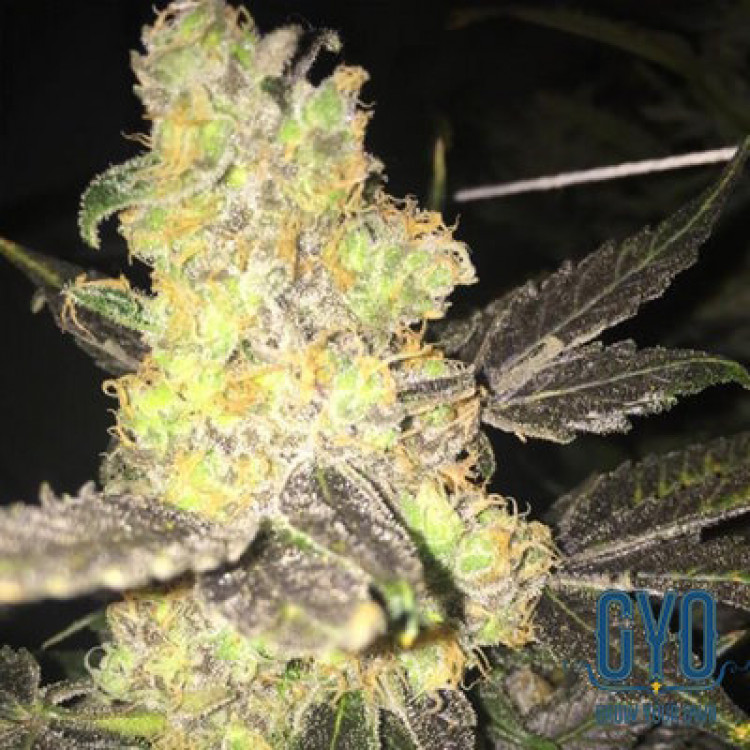 GYO Seeds Critical 47 Feminised Weed Seeds