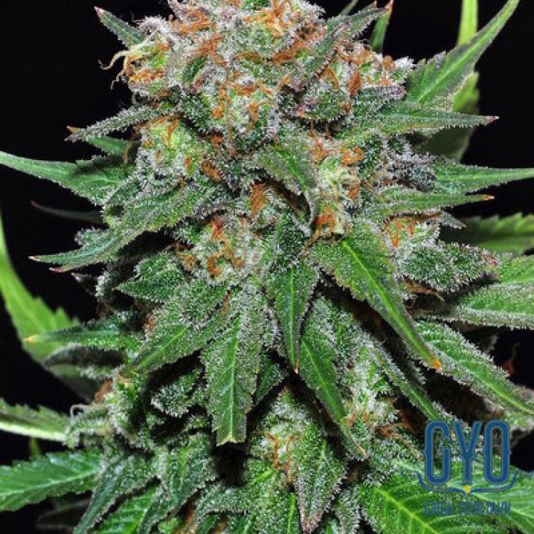 Samsara El Alquemista Auto Feminised Cannabis Seeds